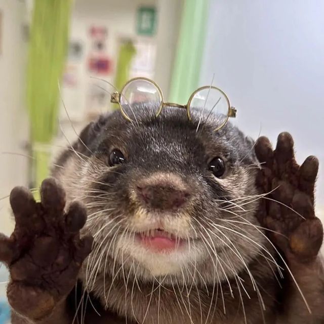 Ola